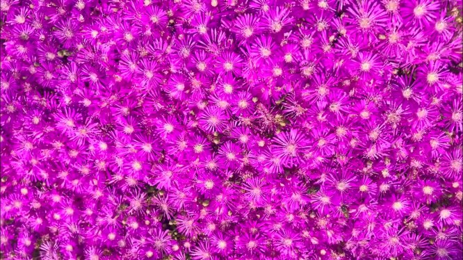 CU purple wild flowers